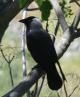 [jackdaw]