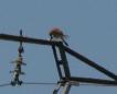 [lesser Kestrel]