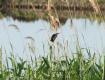 [Little Bittern]