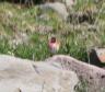 [Linnet]