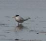 [Least tern]