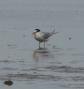 [Least tern]