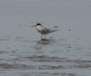 [Least tern]
