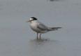 [Least tern]