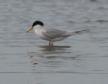 [Least tern]