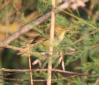 [Melodious Warbler]