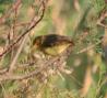 [Melodious Warbler]