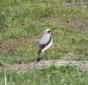 [Northern Wheatear]