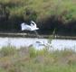 [Pied Avocet]