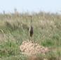 [Purple Heron]