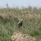 [Purple Heron]