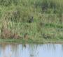 [Purple Swamphen]