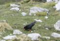 [Red-billed Chough]