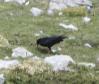 [Red-billed Chough]
