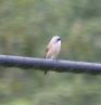 [Red-backed Shrike]