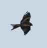 [Red Kite]