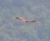 [Red Kite]