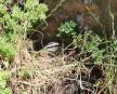 [Rock Bunting]