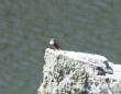 [Rock Bunting]