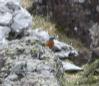 [Rock Thrush]