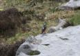[Rock Thrush]