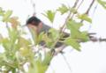 [Sardinian Warbler]