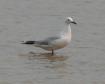 [Slender-billed Gull]