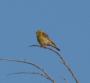 [Serin]