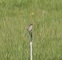 [Southern Grey Shrike]