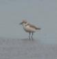 [Kentish Plover]