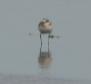 [Kentish Plover]