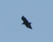 [Spanish Imperial Eagle]