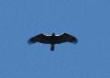 [Spanish Imperial Eagle]