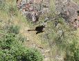 [Spanish Imperial Eagle]
