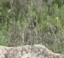 [Spectacled warbler]