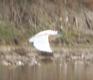 [Squacco Heron]
