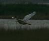 [Squacco Heron]