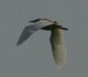 [Squacco Heron]
