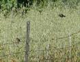 [Stonechat]