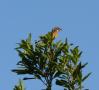 [Stonechat]