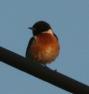 [Stonechat]