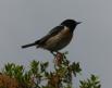 [Stonechat]