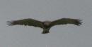 [Short-toed Eagle]