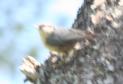 [Short-toed Treecreeper]