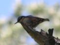 [Short-toed Treecreeper]