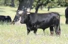 [wild bull]