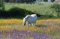 [horse & flowers]