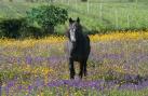 [horse & flowers]