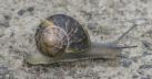[snail]