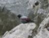 [Wallcreeper]